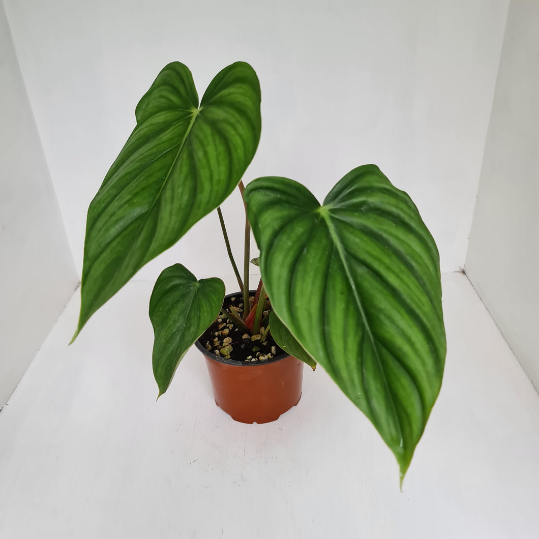 Philodendron Pastazanum