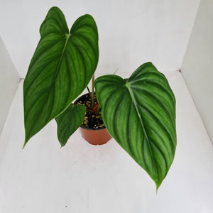 Philodendron Pastazanum