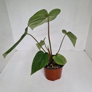 Philodendron Pastazanum