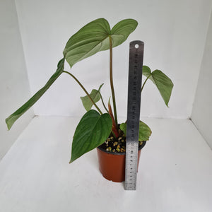 Philodendron Pastazanum