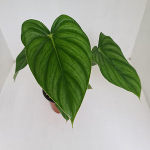 Philodendron Pastazanum