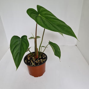 Philodendron Pastazanum