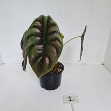 Load image into Gallery viewer, #1 Alocasia Cuprea
