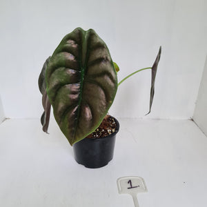 #1 Alocasia Cuprea