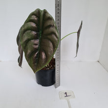 Load image into Gallery viewer, #1 Alocasia Cuprea