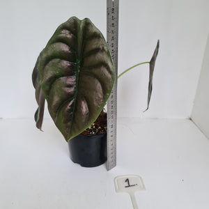 #1 Alocasia Cuprea