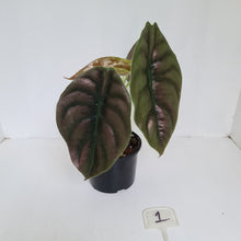 Load image into Gallery viewer, #1 Alocasia Cuprea