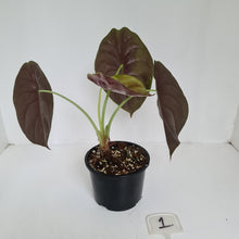 Load image into Gallery viewer, #1 Alocasia Cuprea