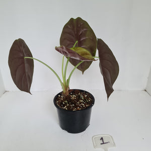 #1 Alocasia Cuprea