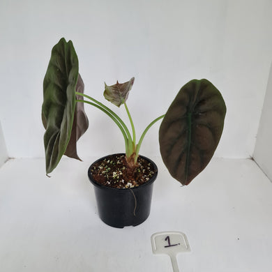 #1 Alocasia Cuprea
