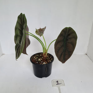 #1 Alocasia Cuprea