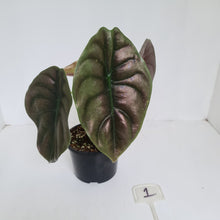 Load image into Gallery viewer, #1 Alocasia Cuprea