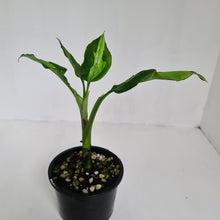 Load image into Gallery viewer, Aglaonema Modestum Medio Pictum / Shingii