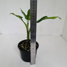 Load image into Gallery viewer, Aglaonema Modestum Medio Pictum / Shingii
