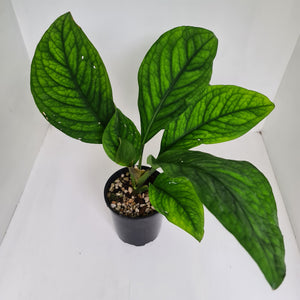 Culcasia Mannii