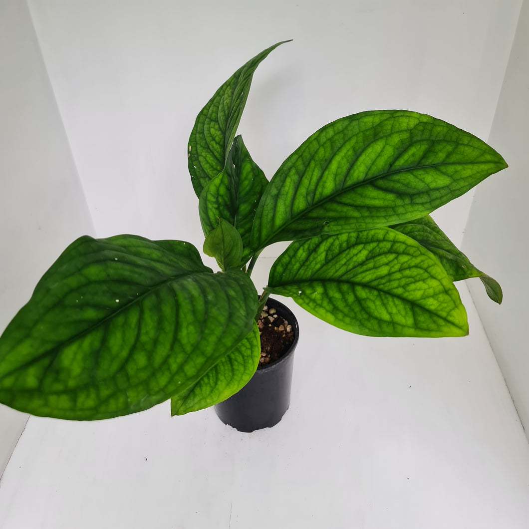Culcasia Mannii