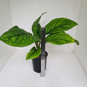 Culcasia Mannii