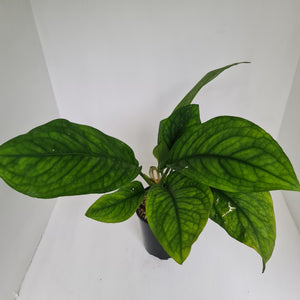 Culcasia Mannii