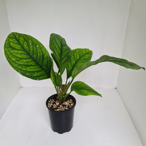Culcasia Mannii