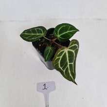 Load image into Gallery viewer, #1 Anthurium Crystallinum Hybrid
