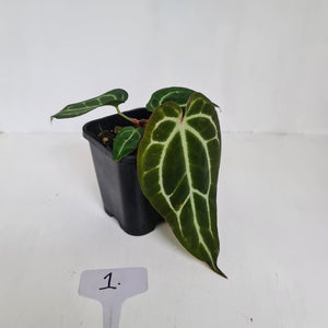 #1 Anthurium Crystallinum Hybrid