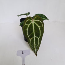 Load image into Gallery viewer, #1 Anthurium Crystallinum Hybrid