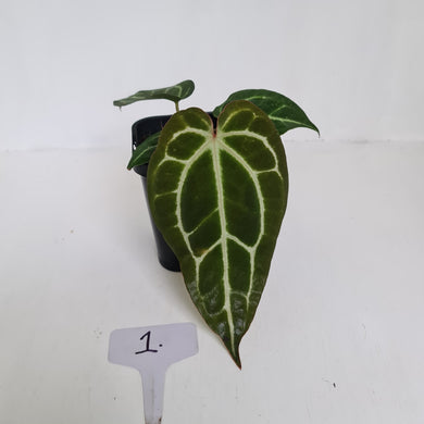 #1 Anthurium Crystallinum Hybrid