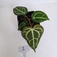 Load image into Gallery viewer, #1 Anthurium Crystallinum Hybrid