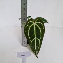 Load image into Gallery viewer, #1 Anthurium Crystallinum Hybrid