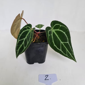 #2 Anthurium Crystallinum Hybrid