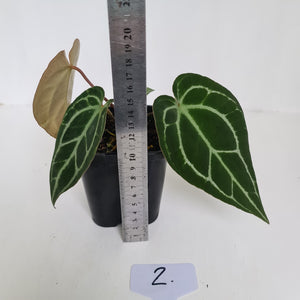 #2 Anthurium Crystallinum Hybrid