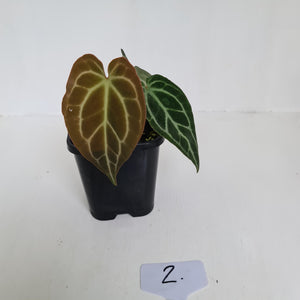 #2 Anthurium Crystallinum Hybrid