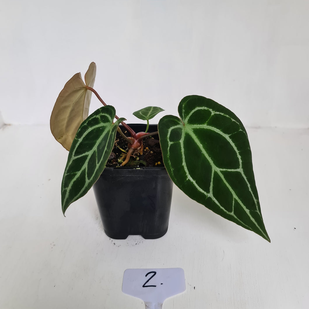 #2 Anthurium Crystallinum Hybrid