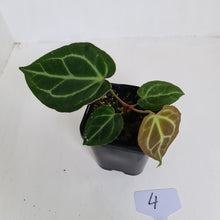 Load image into Gallery viewer, #4 Anthurium Crystallinum Hybrid