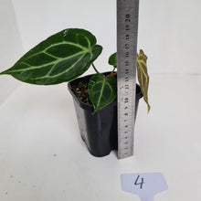Load image into Gallery viewer, #4 Anthurium Crystallinum Hybrid