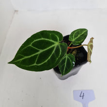 Load image into Gallery viewer, #4 Anthurium Crystallinum Hybrid