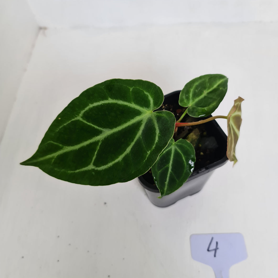 #4 Anthurium Crystallinum Hybrid