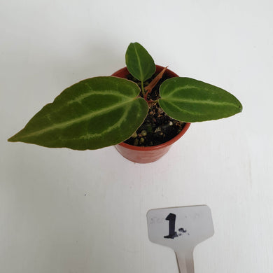 #1 Anthurium Magnificum Hybrid x - Seedling