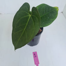 Load image into Gallery viewer, #1 Anthurium &#39;Dark Night&#39;