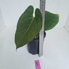Load image into Gallery viewer, #1 Anthurium &#39;Dark Night&#39;