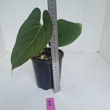 Load image into Gallery viewer, #1 Anthurium &#39;Dark Night&#39;