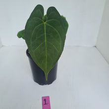 Load image into Gallery viewer, #1 Anthurium &#39;Dark Night&#39;