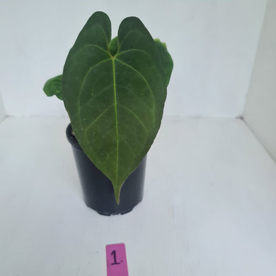 #1 Anthurium 'Dark Night'