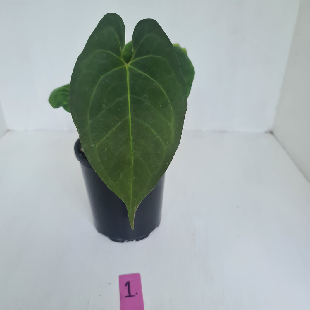 #1 Anthurium 'Dark Night'