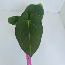 Load image into Gallery viewer, #1 Anthurium &#39;Dark Night&#39;
