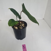 Load image into Gallery viewer, #1 Anthurium &#39;Dark Night&#39;