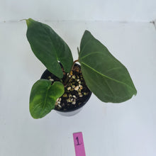 Load image into Gallery viewer, #1 Anthurium &#39;Dark Night&#39;