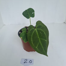Load image into Gallery viewer, #2 Anthurium &#39;Dark Night&#39;