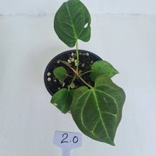 Load image into Gallery viewer, #2 Anthurium &#39;Dark Night&#39;