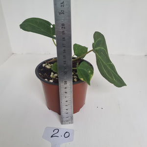 #2 Anthurium 'Dark Night'
